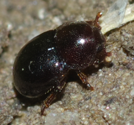 Coleottero - Thorictus sp. (Dermestidae)